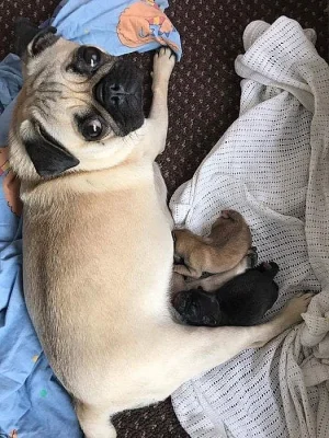 Prodám mops štěňata s PP