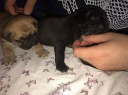 Prodám mops štěňata s PP