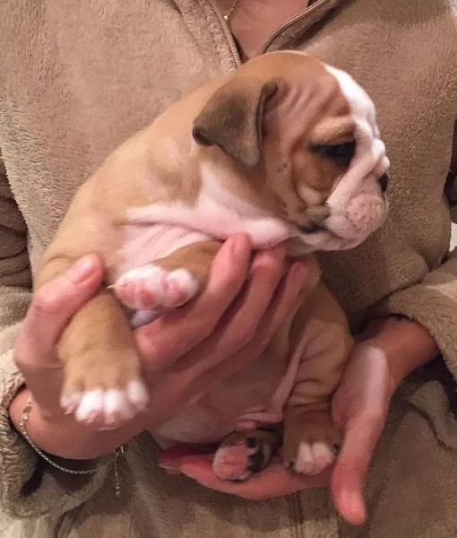 hjfhj Magnificent Anglický buldok štěňata pro rehoming