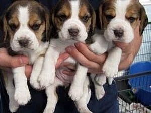 Krásných Beagle štěňata