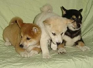 Shiba Inu štěňata dárek