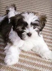 Shih Tzu štěňata dárek -