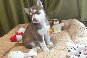 Tato štěňata sibiřský husky