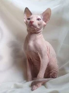 Sphynx koťátka s PP