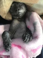 Sphynx koťátka s PP
