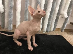 Sphynx koťátka s PP