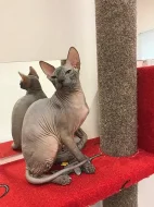Sphynx koťátka s PP