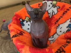Sphynx koťátka s PP