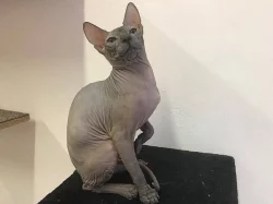 Sphynx koťátka s PP