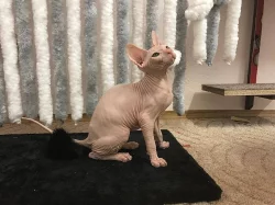Sphynx koťátka s PP