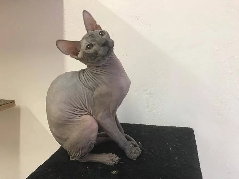 Sphynx koťátka s PP