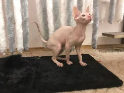 Sphynx koťátka s PP