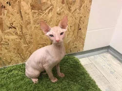 Sphynx koťátka s PP