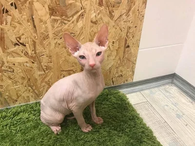 Sphynx koťátka s PP