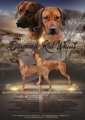 Rhodéský ridgeback s pp štěňata