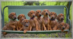 Rhodéský ridgeback s pp štěňata