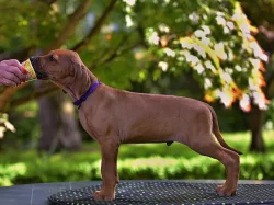 Rhodéský ridgeback s pp štěňata