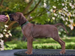 Rhodéský ridgeback s pp štěňata