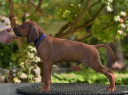 Rhodéský ridgeback s pp štěňata