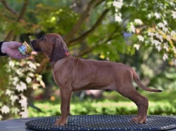 Rhodéský ridgeback s pp štěňata