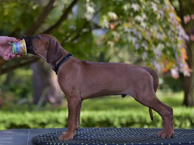 Rhodéský ridgeback s pp štěňata
