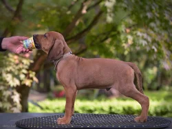 Rhodéský ridgeback s pp štěňata