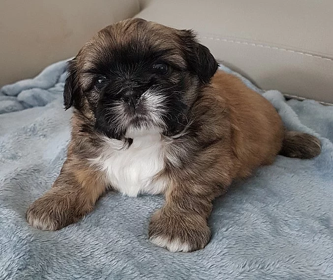 shih-tzu