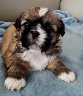 shih-tzu