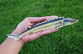 Jeseter ruský a sibiřský 5 cm