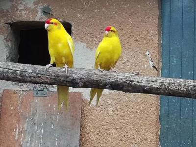 Kakariki