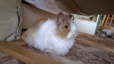 Daruji zakrslého Teddy králíčka