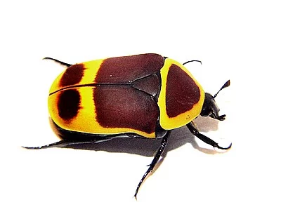Koupím Pachnoda marginata peregrina