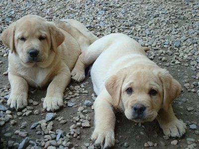 Labradorský retriever s PP