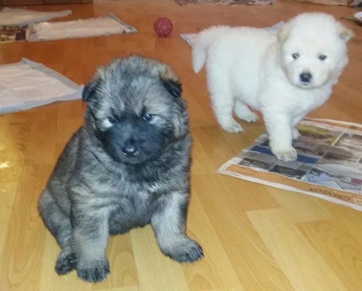Prodám Shiba inu štěňata s PP