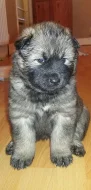Prodám Shiba inu štěňata s PP