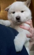 Prodám Shiba inu štěňata s PP