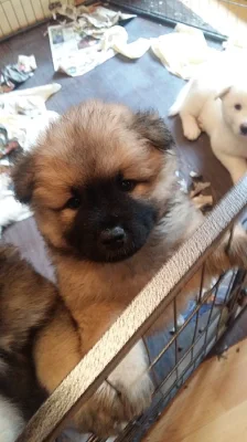 Prodám Shiba inu štěňata s PP