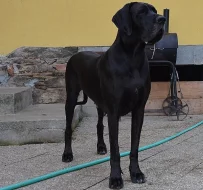 Německá doga černá s PP