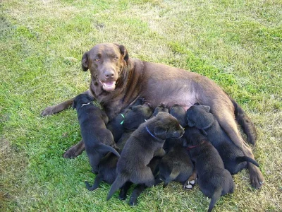 Labradorský retrívr