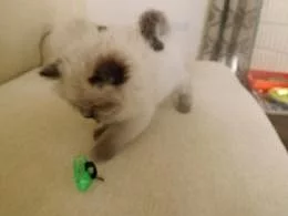 Koťátka Ragdoll