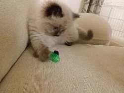 Koťátka Ragdoll