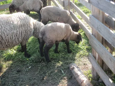 Beránek suffolk