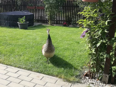 Páv