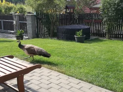 Páv