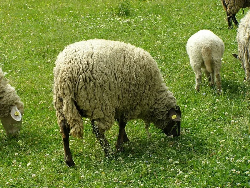 Stádo ovcí