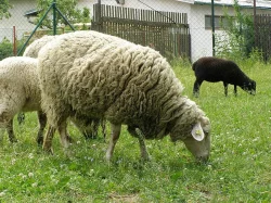 Stádo ovcí