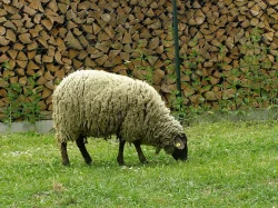 Stádo ovcí
