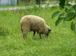 Stádo ovcí