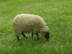 Stádo ovcí