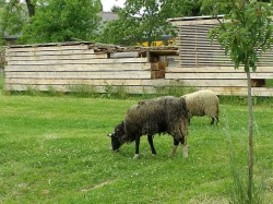 Stádo ovcí